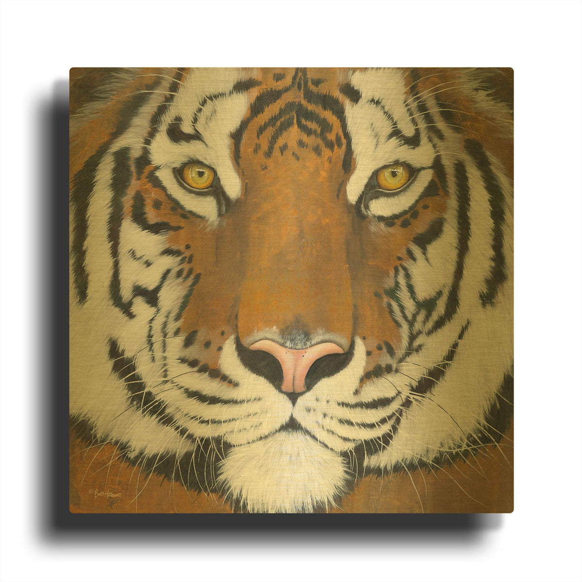 'Tiger Gaze' By Britt Hallowell Gold Metal Wall Art