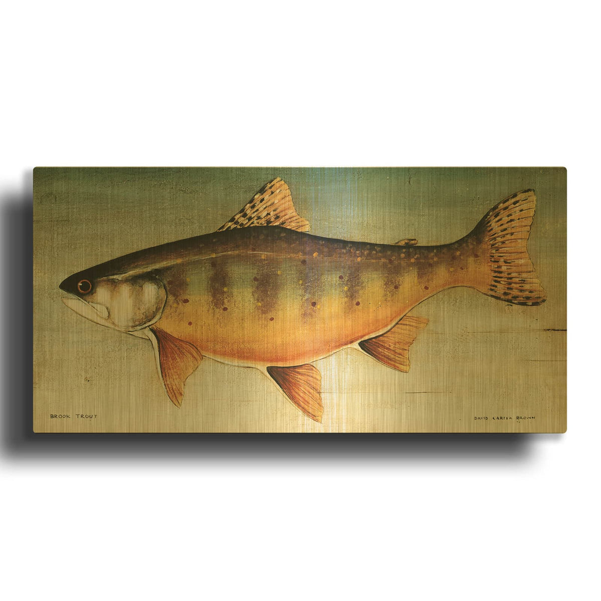 'Brook Trout No Border' By David Carter Brown Gold Metal Wall Art