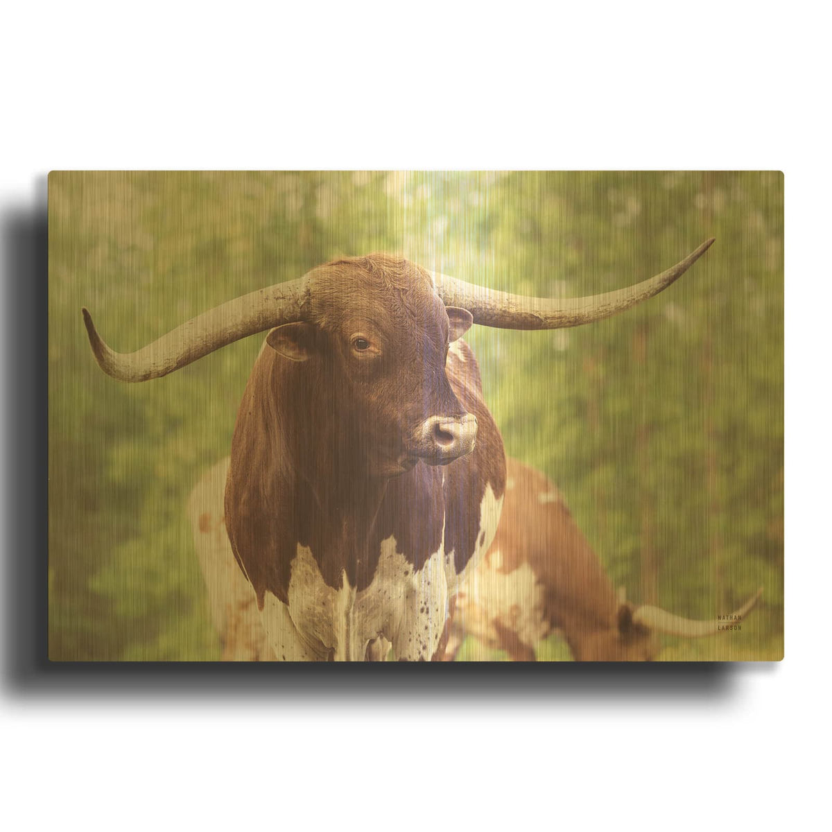 'Longhorn Gaze 1' By Nathan Larson Gold Metal Wall Art