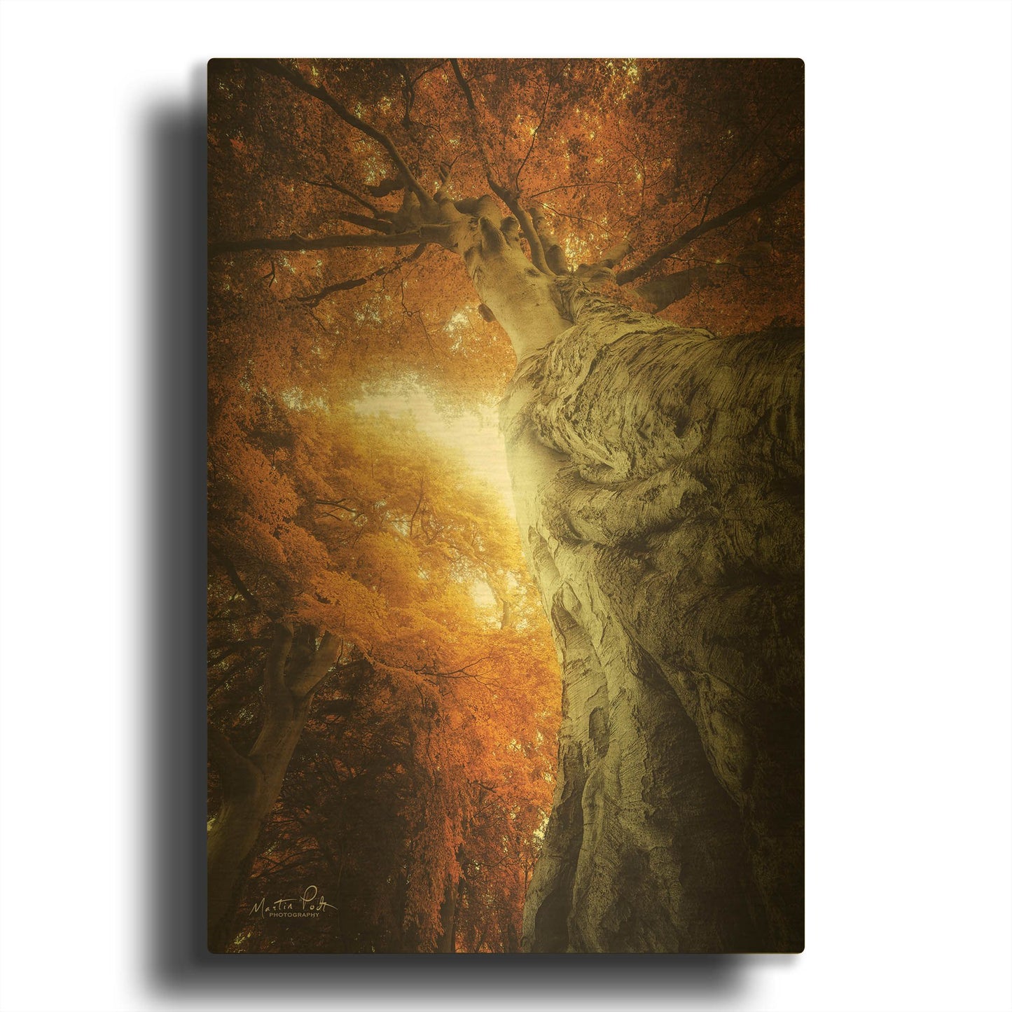 'Look Up Autumn' By Martin Podt Gold Metal Wall Art