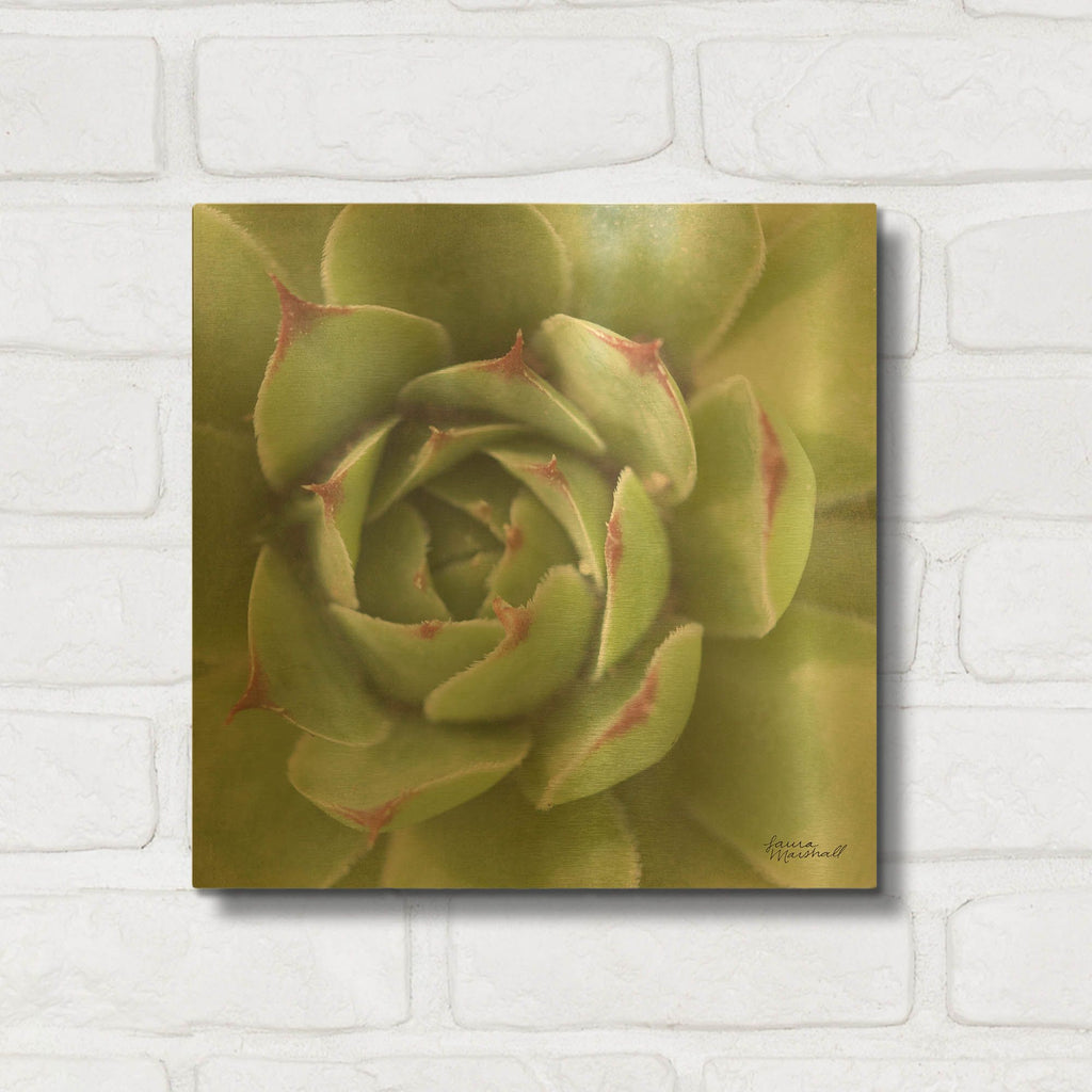 'Garden Succulents 2 Color' By Laura Marshall Gold Metal Wall Art