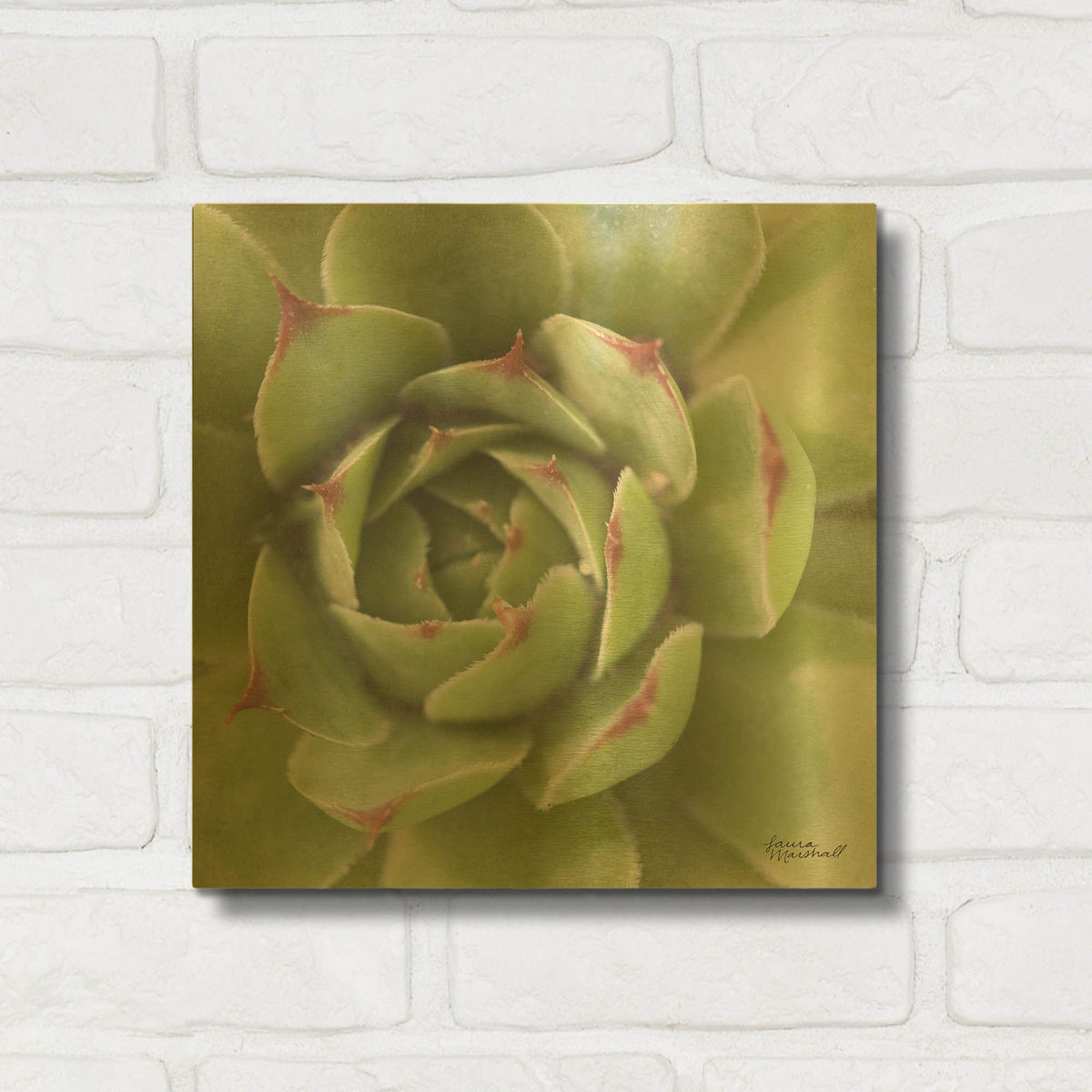 'Garden Succulents 2 Color' By Laura Marshall Gold Metal Wall Art