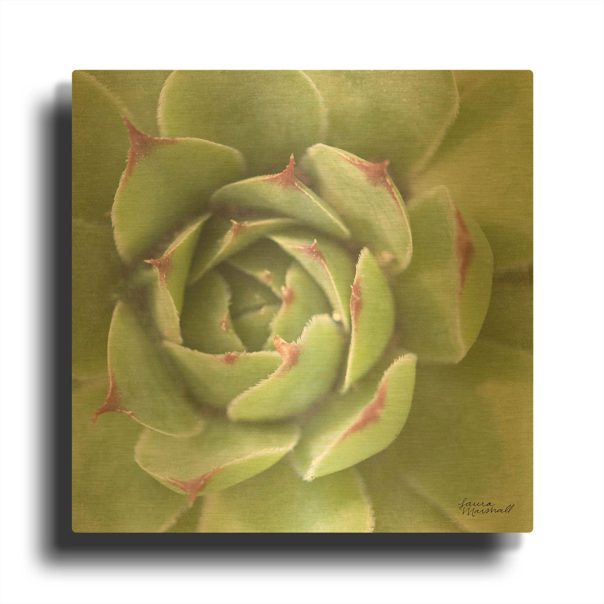 'Garden Succulents 2 Color' By Laura Marshall Gold Metal Wall Art