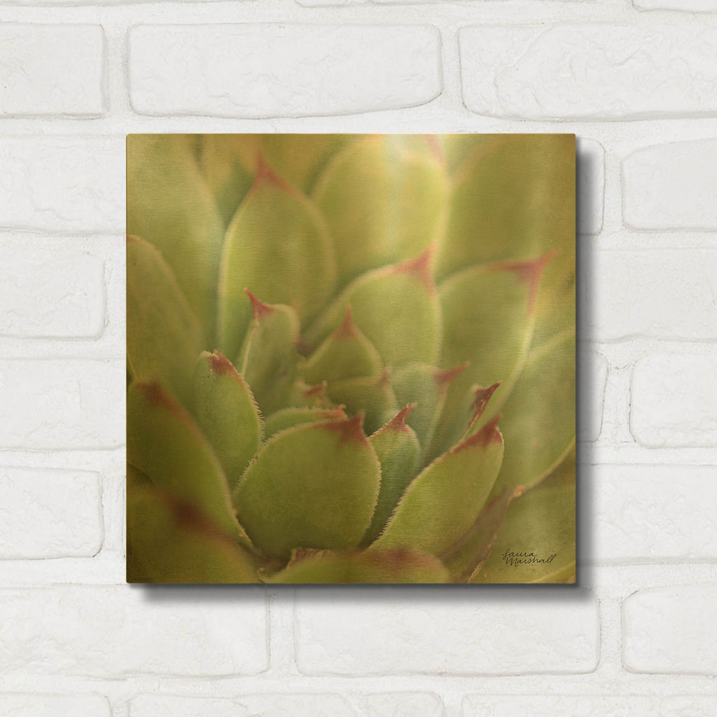 'Garden Succulents 1 Color' By Laura Marshall Gold Metal Wall Art