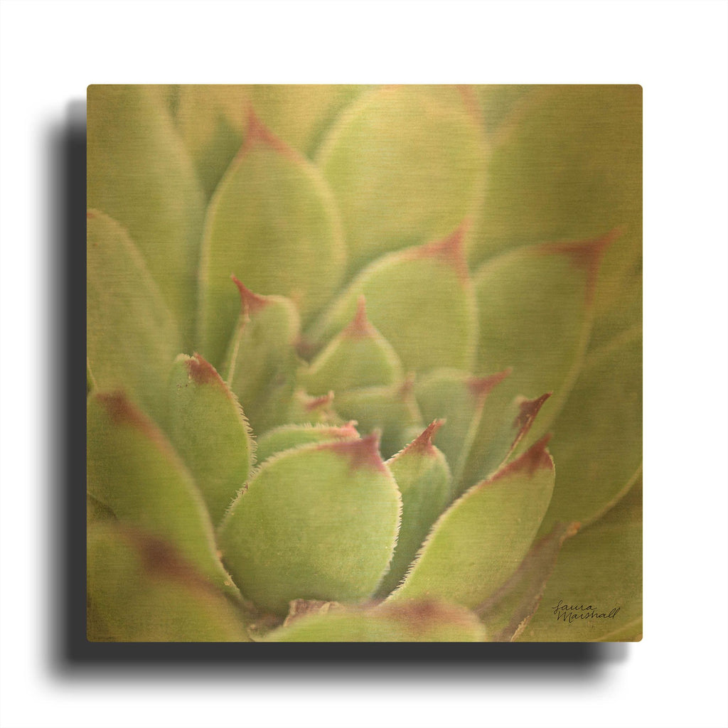 'Garden Succulents 1 Color' By Laura Marshall Gold Metal Wall Art
