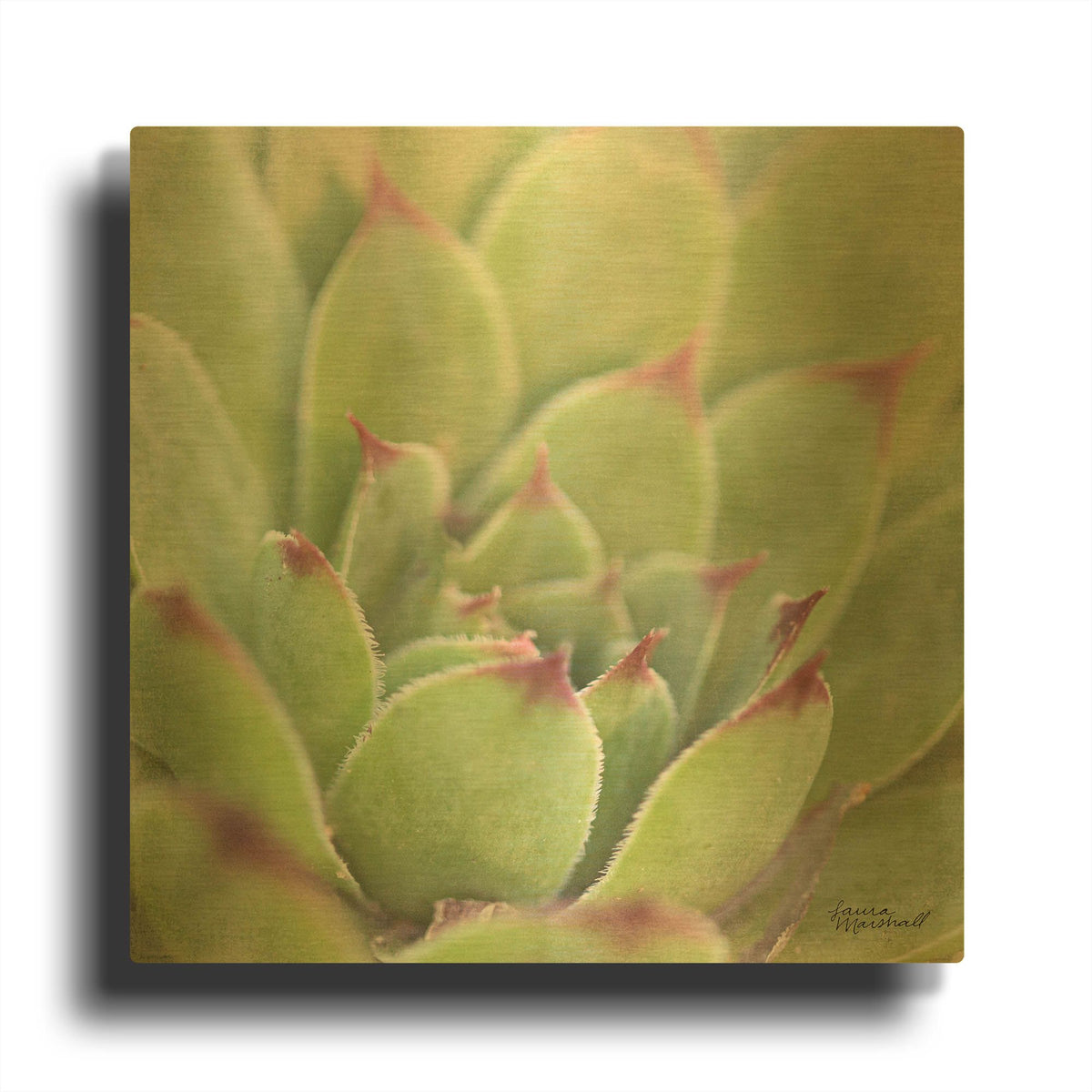 'Garden Succulents 1 Color' By Laura Marshall Gold Metal Wall Art