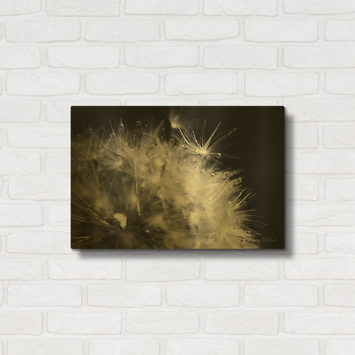 'Dandelion Dewdrops 1' By Laura Marshall Gold Metal Wall Art