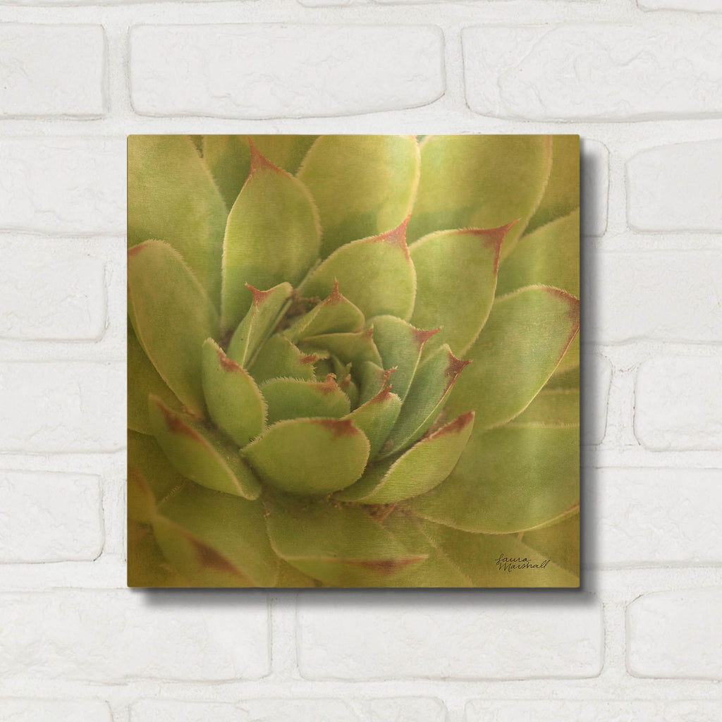 'Garden Succulents 4 Color' By Laura Marshall Gold Metal Wall Art