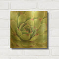 'Garden Succulents 4 Color' By Laura Marshall Gold Metal Wall Art
