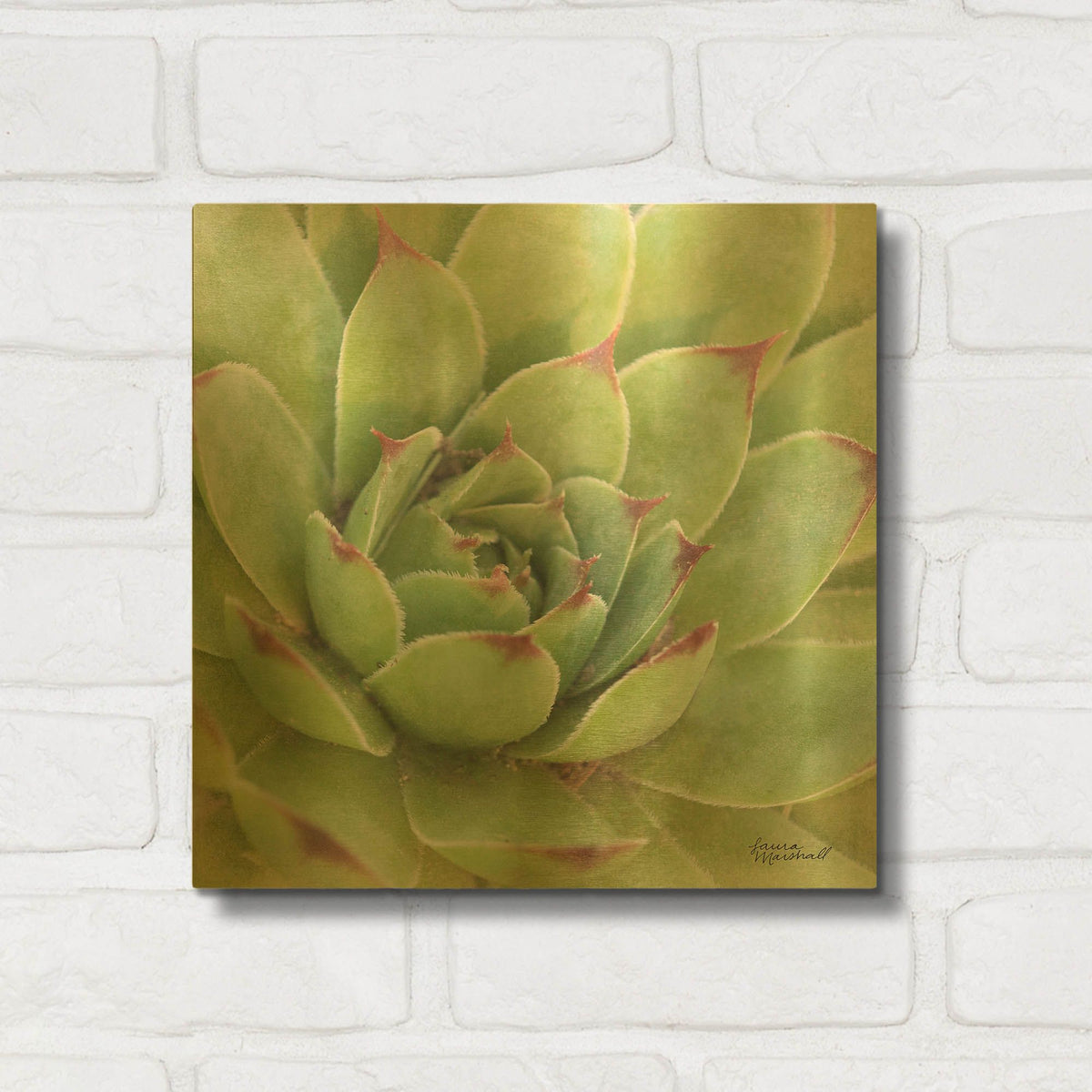 'Garden Succulents 4 Color' By Laura Marshall Gold Metal Wall Art