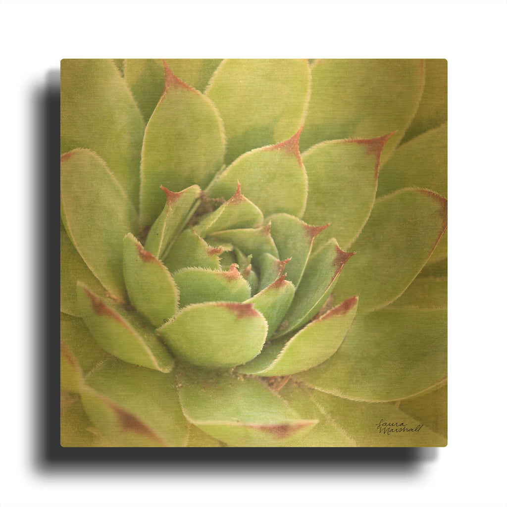 'Garden Succulents 4 Color' By Laura Marshall Gold Metal Wall Art