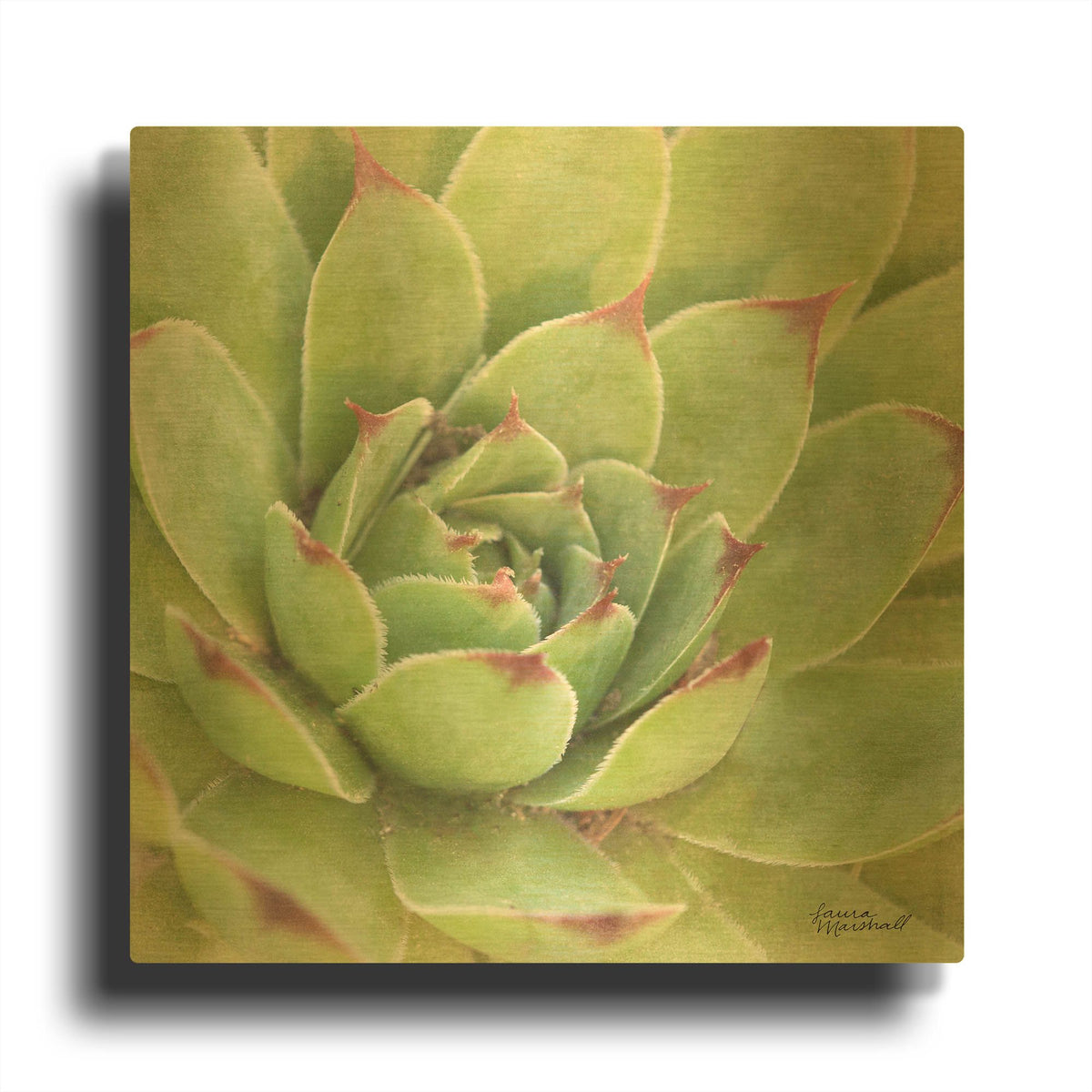'Garden Succulents 4 Color' By Laura Marshall Gold Metal Wall Art