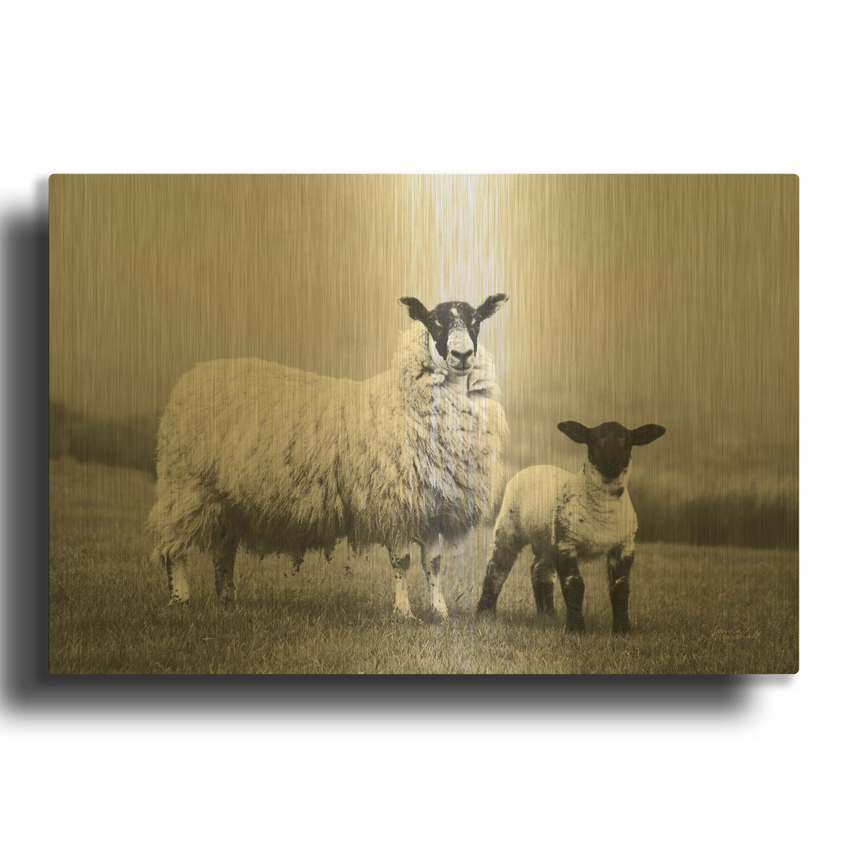 'Islay Sheep 1' By Laura Marshall Gold Metal Wall Art