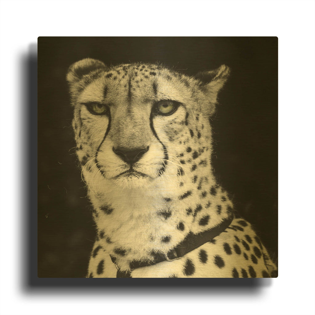 'Cheetah' By Decent Exposures Gold Metal Wall Art