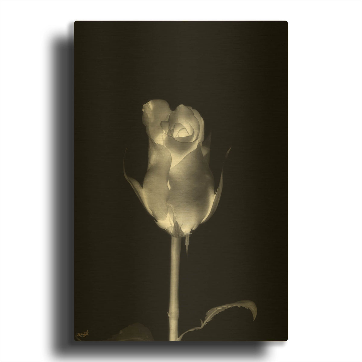 'Rose Xray 6' By Life BeautifuLEE Gold Metal Wall Art