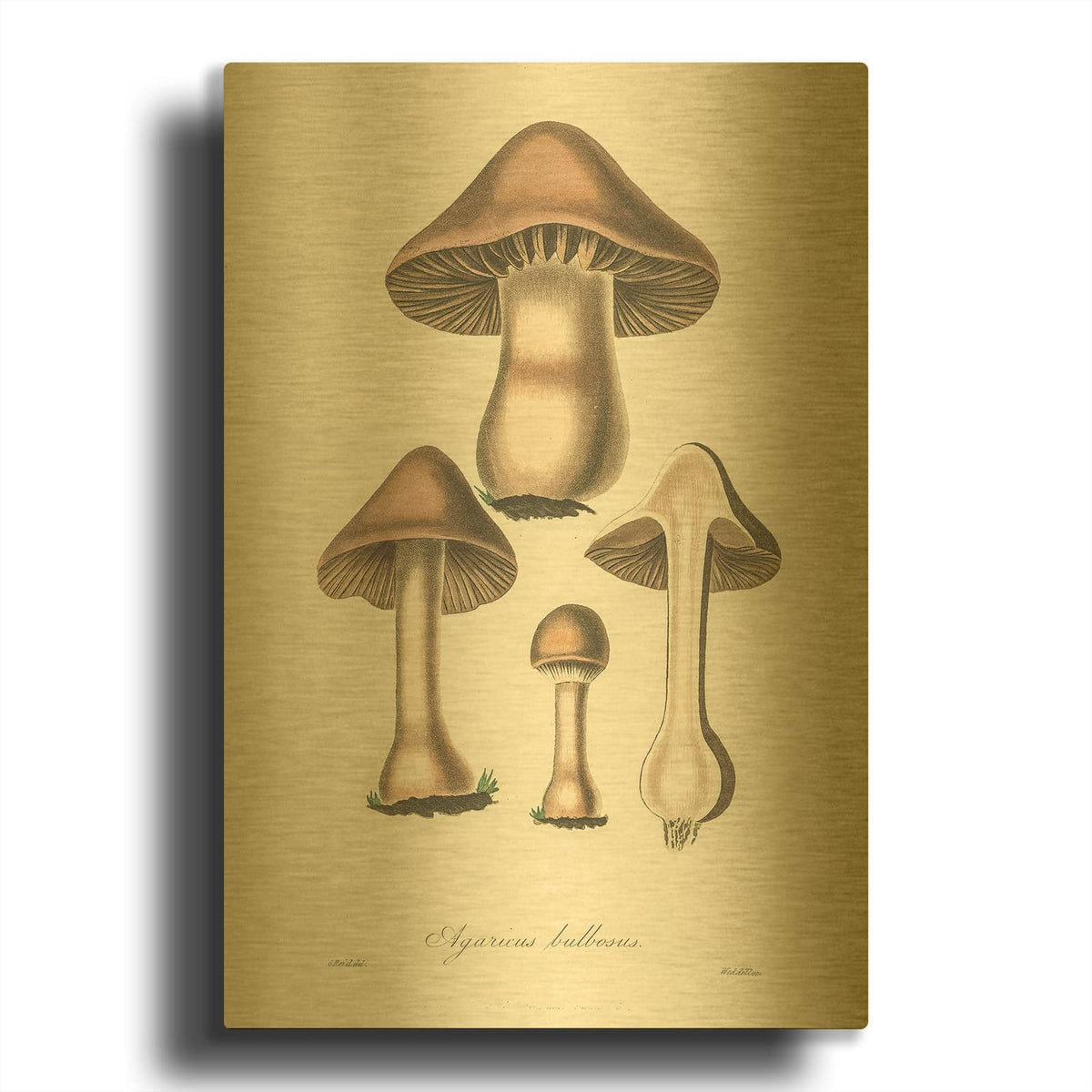 'Agaricus Bullosus' By Art Licensing Studio Gold Metal Wall Art