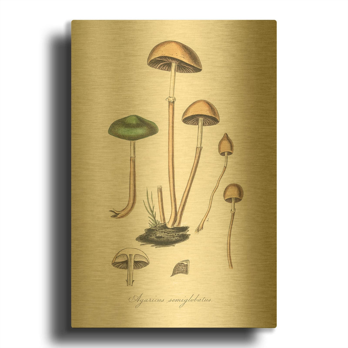 'Agaricus Semiglobatus' By Art Licensing Studio Gold Metal Wall Art