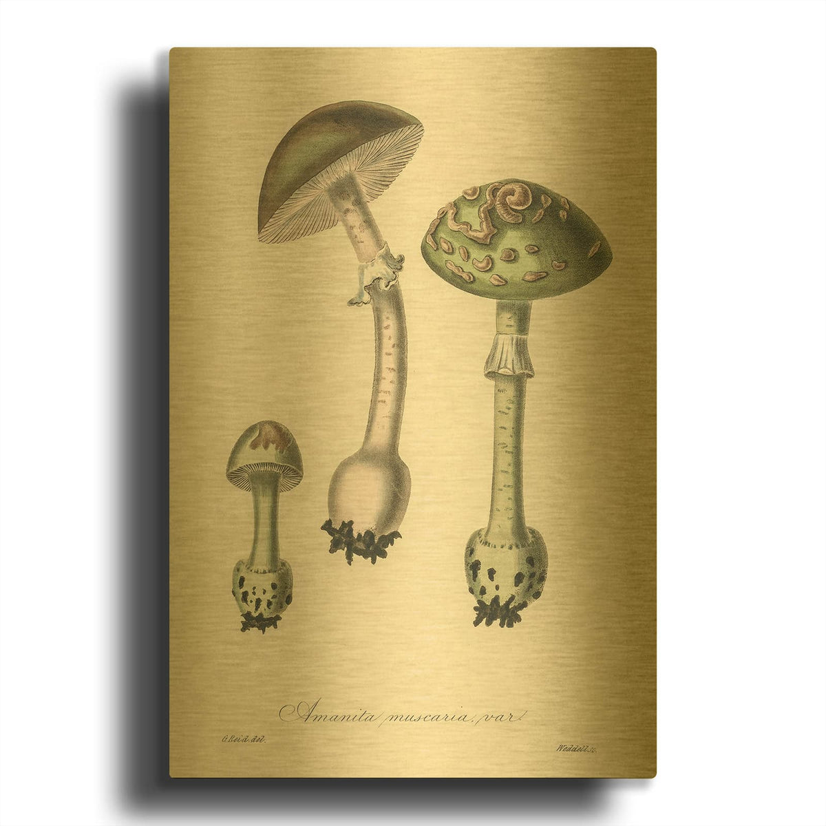 'Amanita Muscaria 2' By Art Licensing Studio Gold Metal Wall Art
