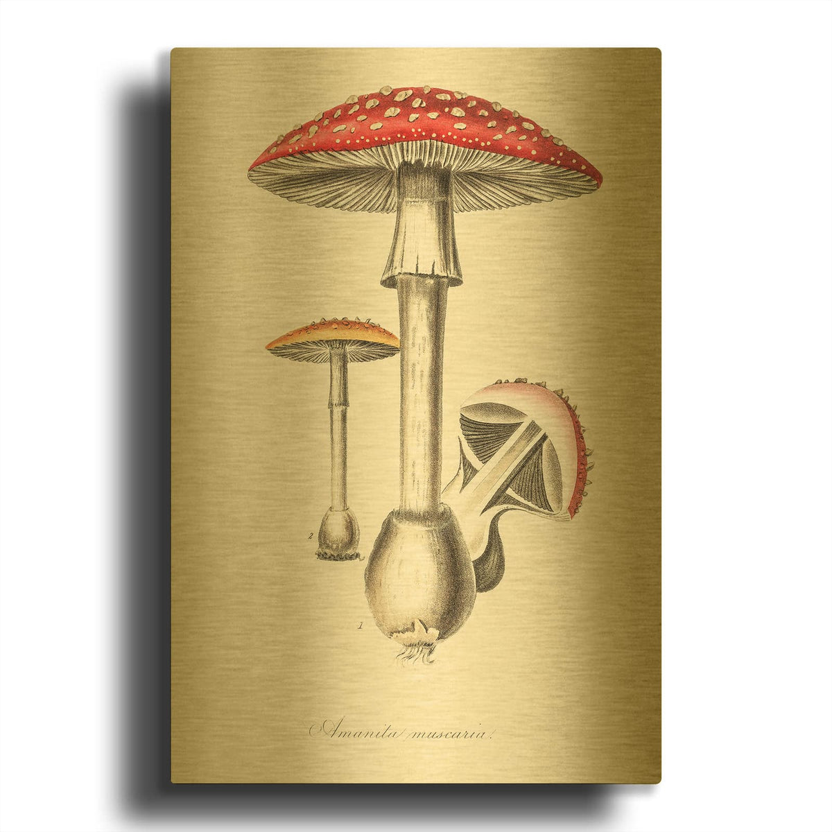 'Amanita Muscaria' By Art Licensing Studio Gold Metal Wall Art