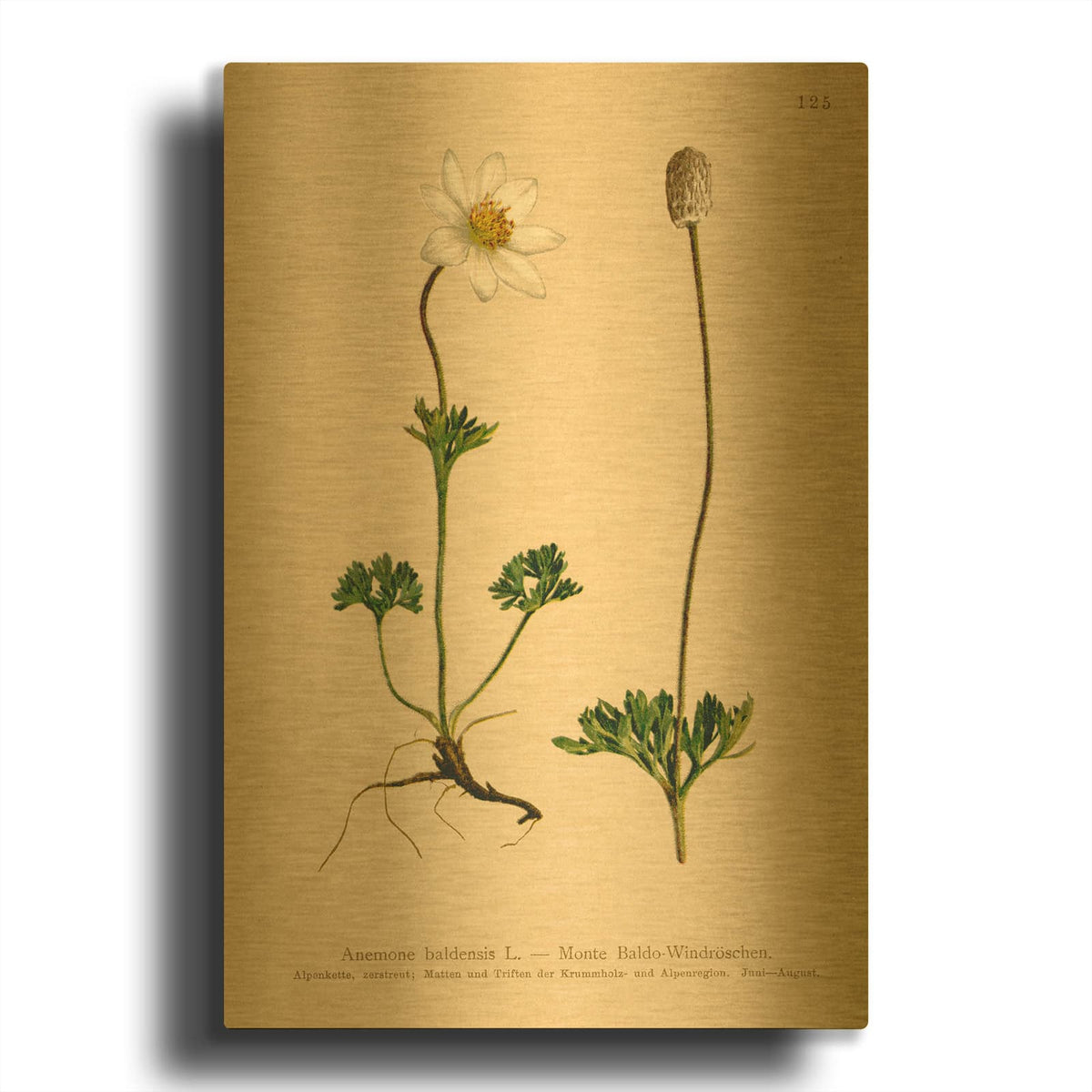 'Anemone Baldensis' By Art Licensing Studio Gold Metal Wall Art