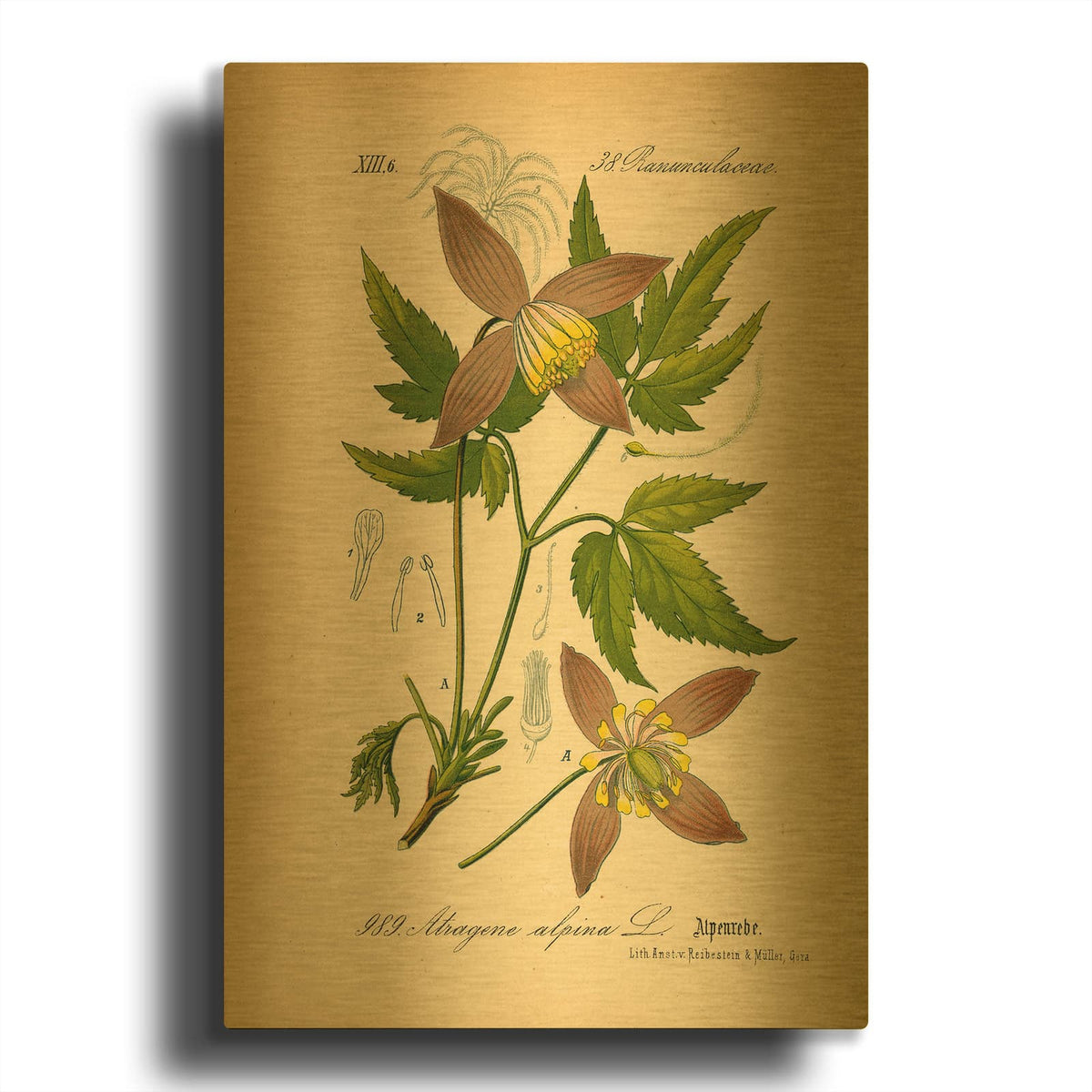 'Atragene Alpina' By Art Licensing Studio Gold Metal Wall Art