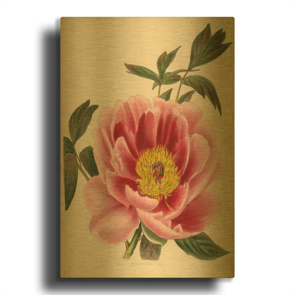 'Paeonia Montan' By Art Licensing Studio Gold Metal Wall Art