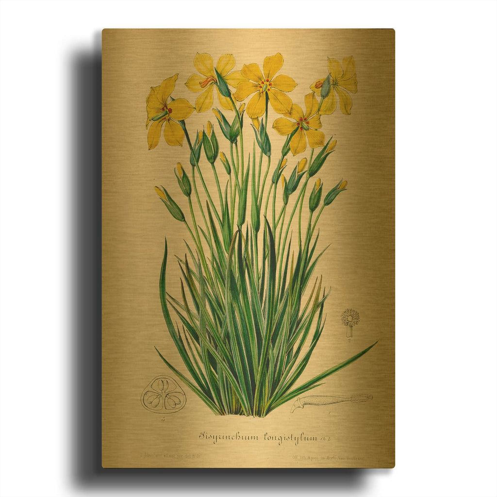 'Sisyrinchium Longistylum' By Art Licensing Studio Gold Metal Wall Art