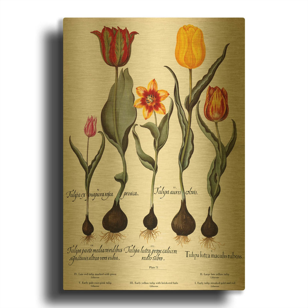 'Tulips' By Art Licensing Studio Gold Metal Wall Art