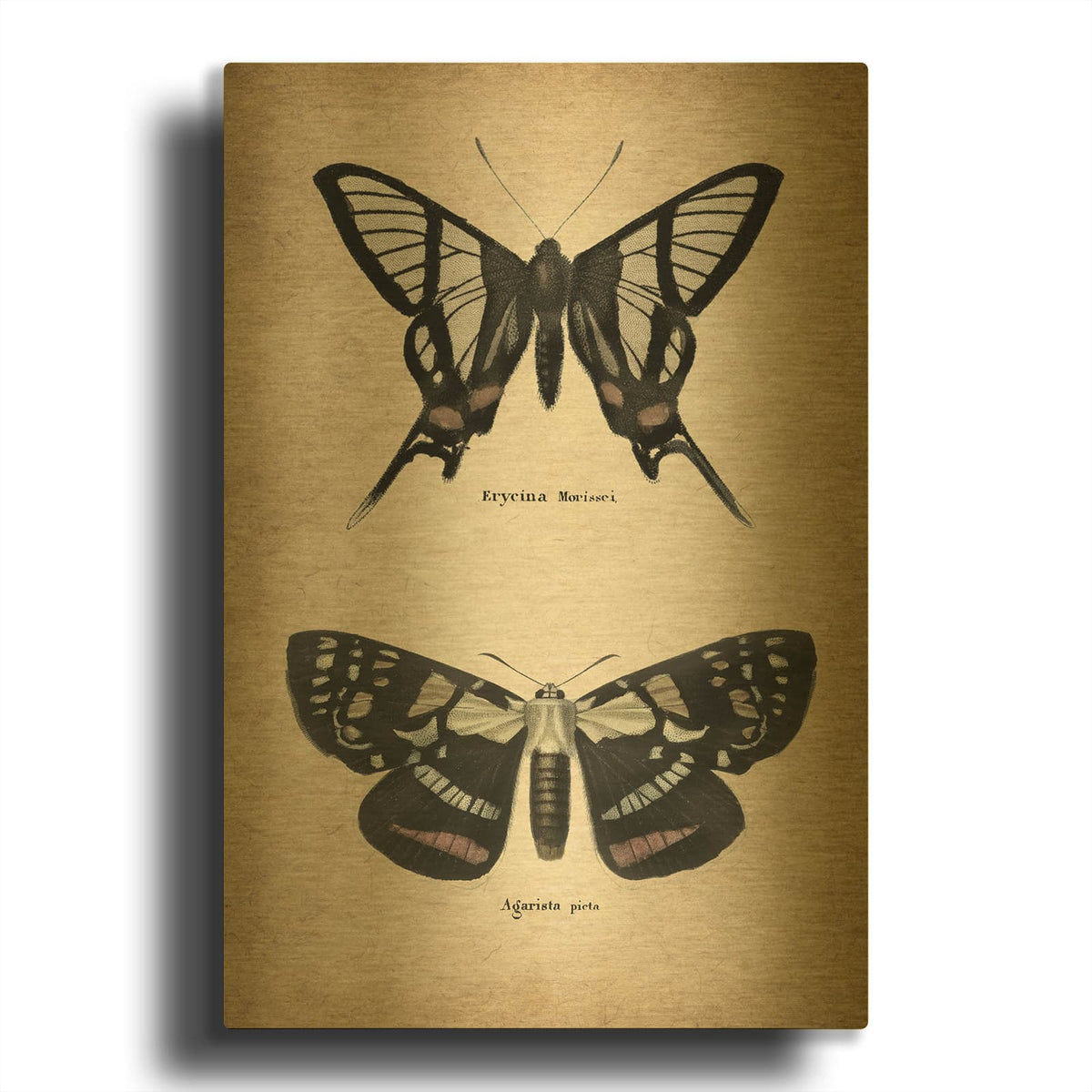 'Vintage Butterflies Duo 2' By Art Licensing Studio Gold Metal Wall Art