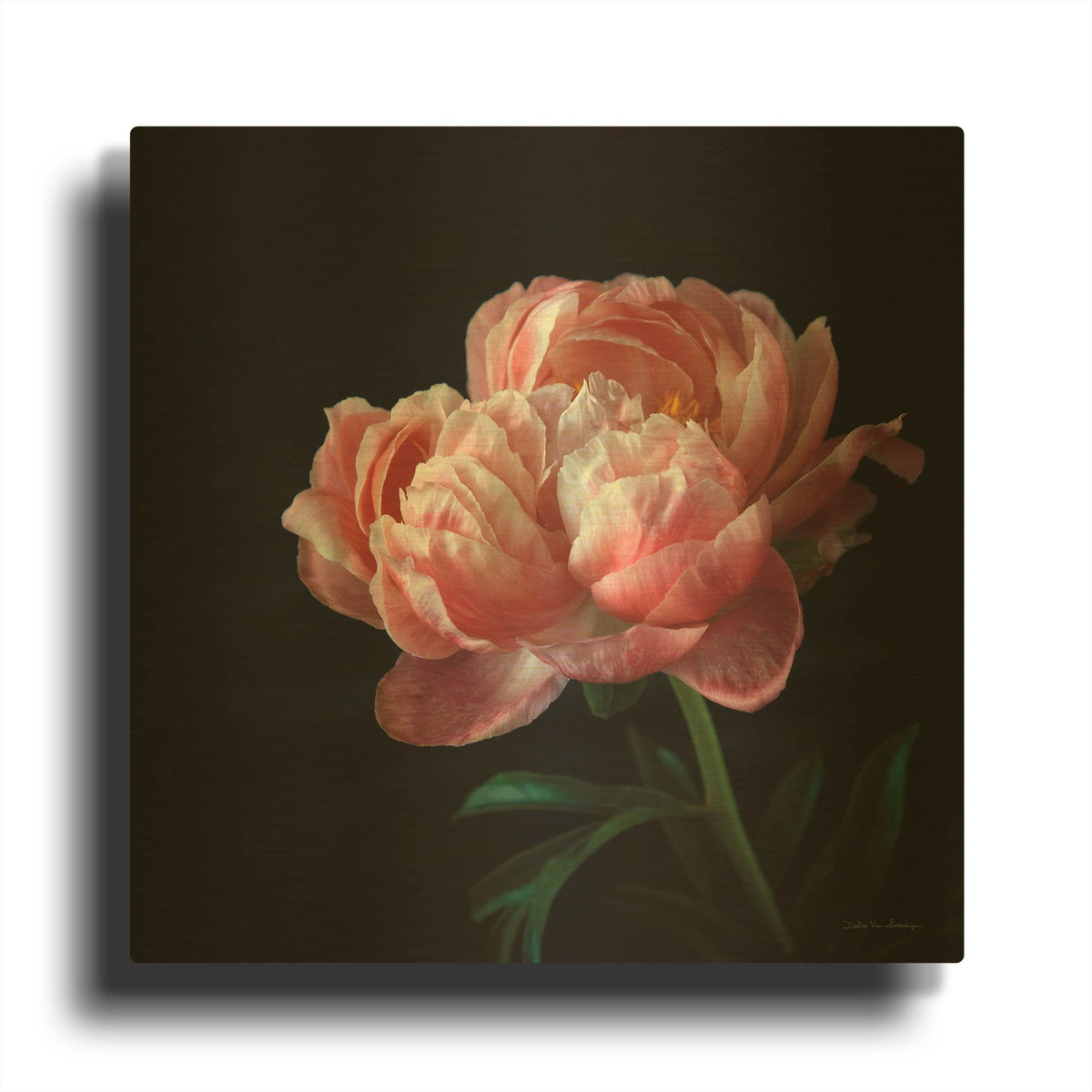 'Coral Peonies 5' By Debra Van Swearingen Gold Metal Wall Art