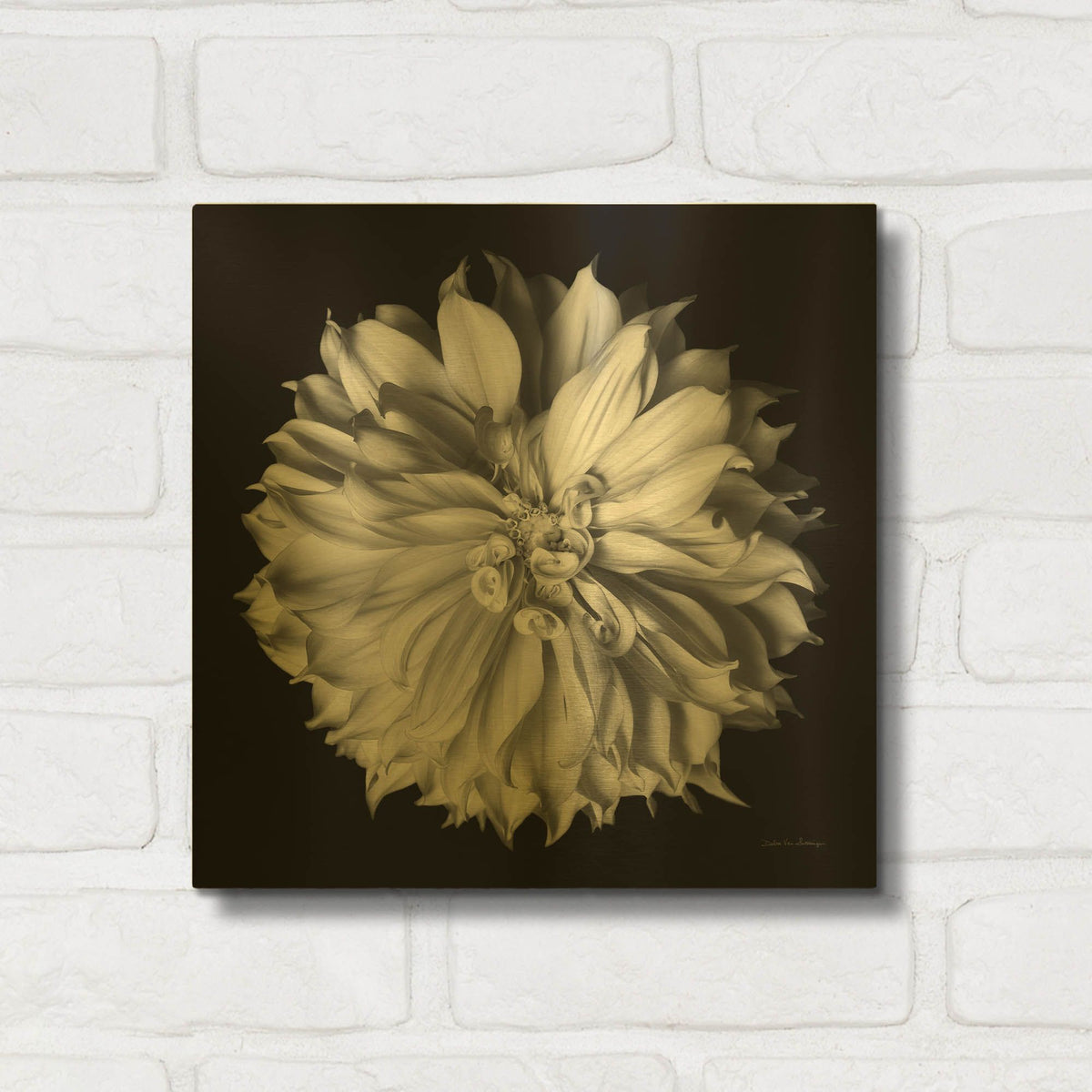 'Dahlia 2 Bw' By Debra Van Swearingen Gold Metal Wall Art