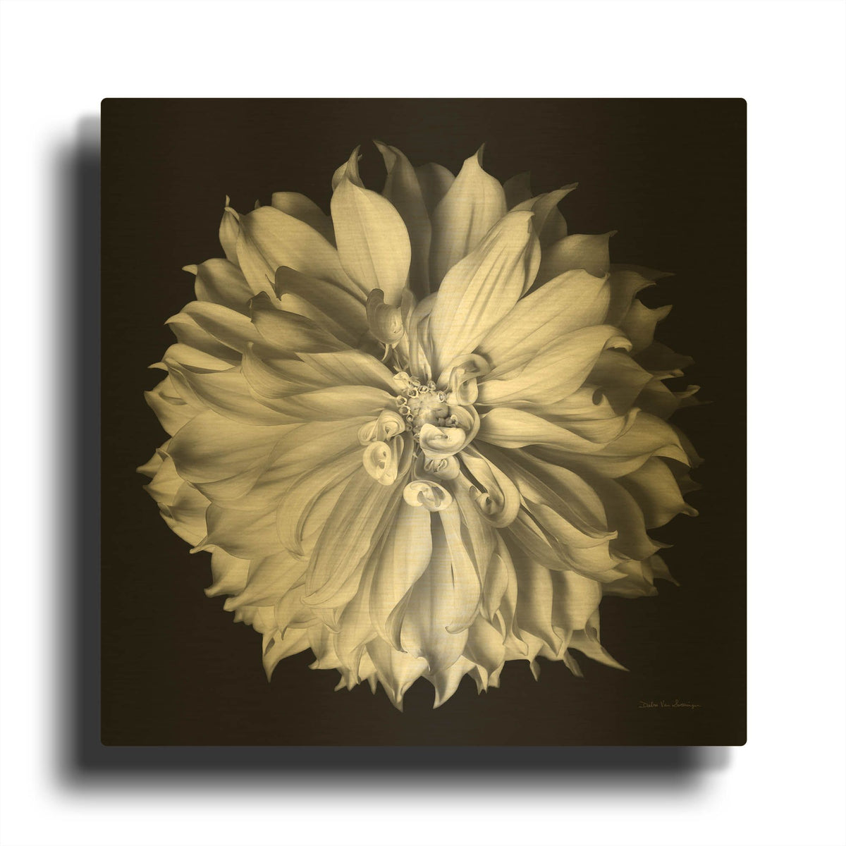 'Dahlia 2 Bw' By Debra Van Swearingen Gold Metal Wall Art