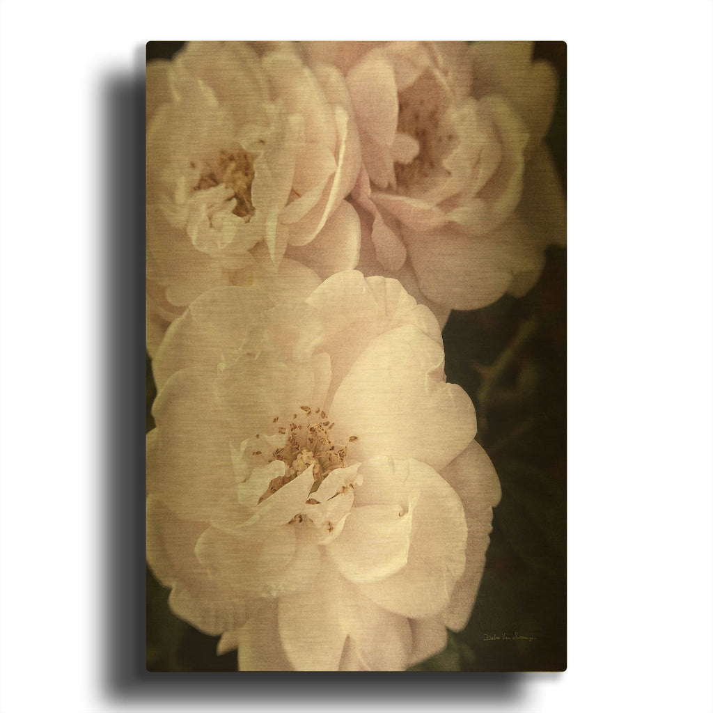 'Soft Pink Roses 2' By Debra Van Swearingen Gold Metal Wall Art