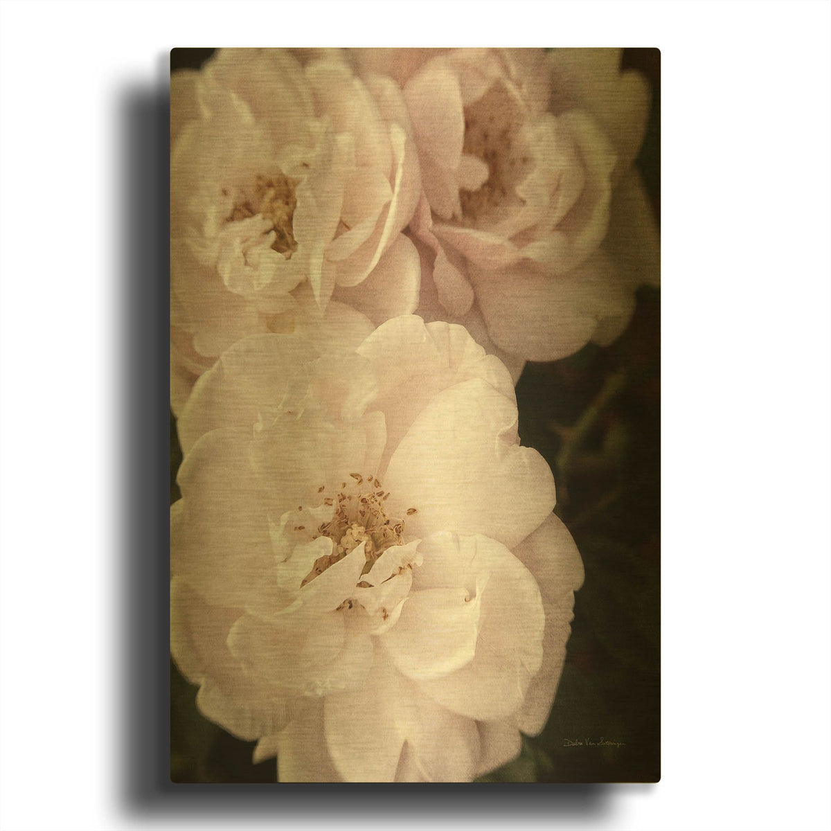 'Soft Pink Roses 2' By Debra Van Swearingen Gold Metal Wall Art