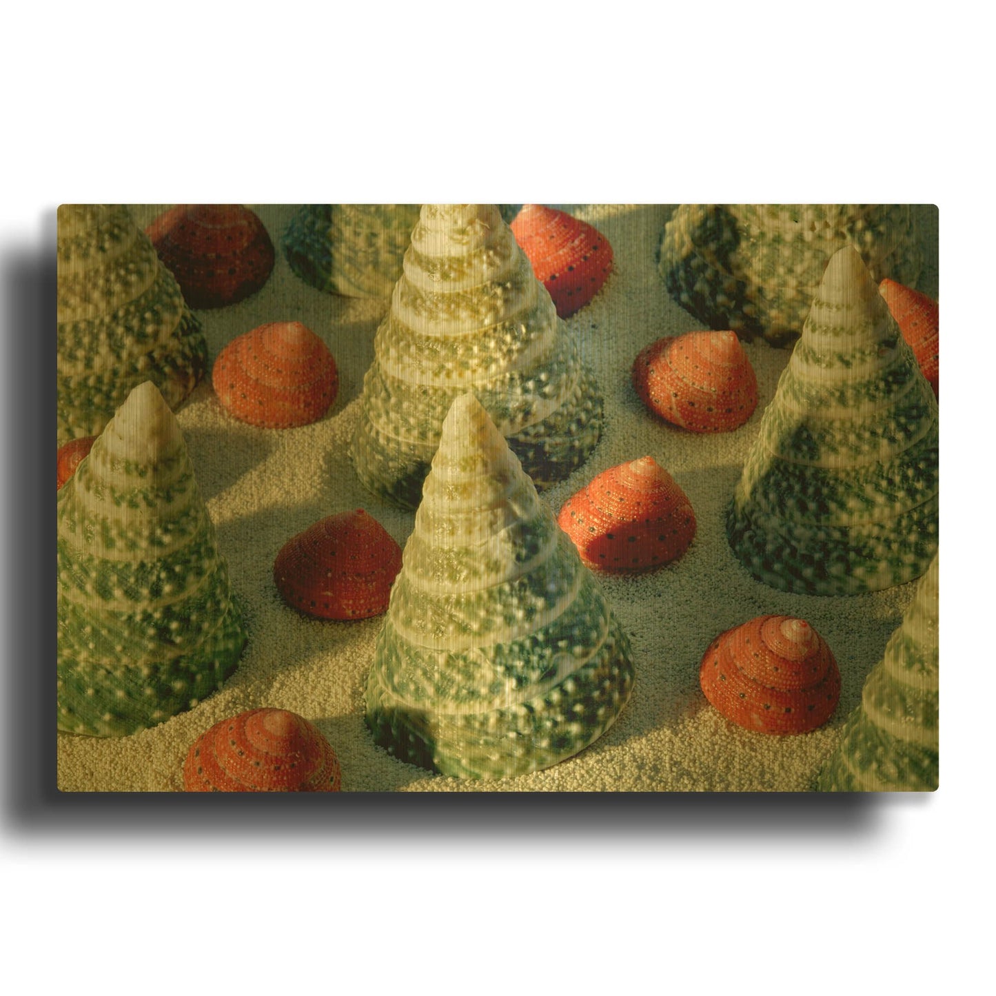 'Tree Shells' By Dennis Frates Gold Metal Wall Art