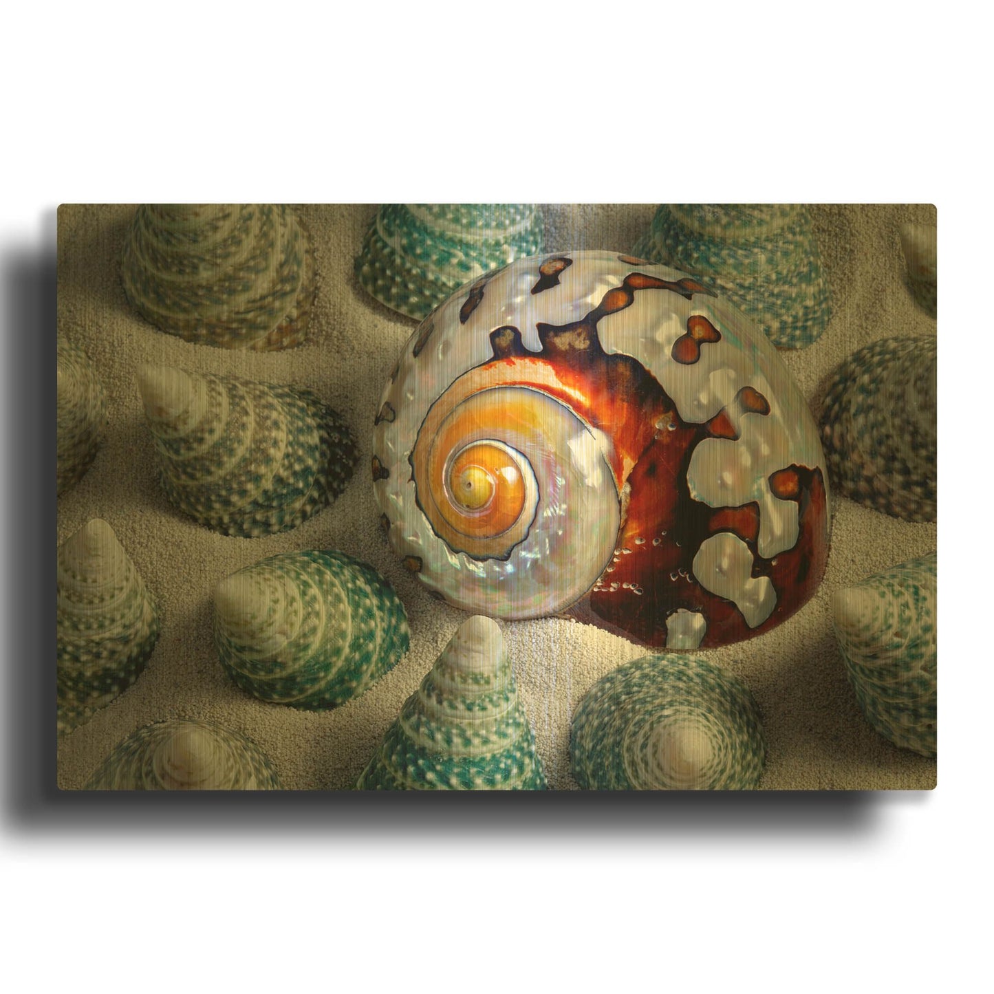 'Shell Spiral' By Dennis Frates Gold Metal Wall Art