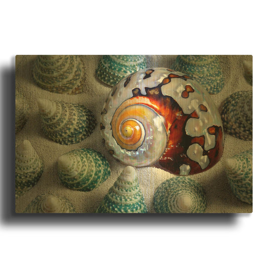 'Shell Spiral' By Dennis Frates Gold Metal Wall Art