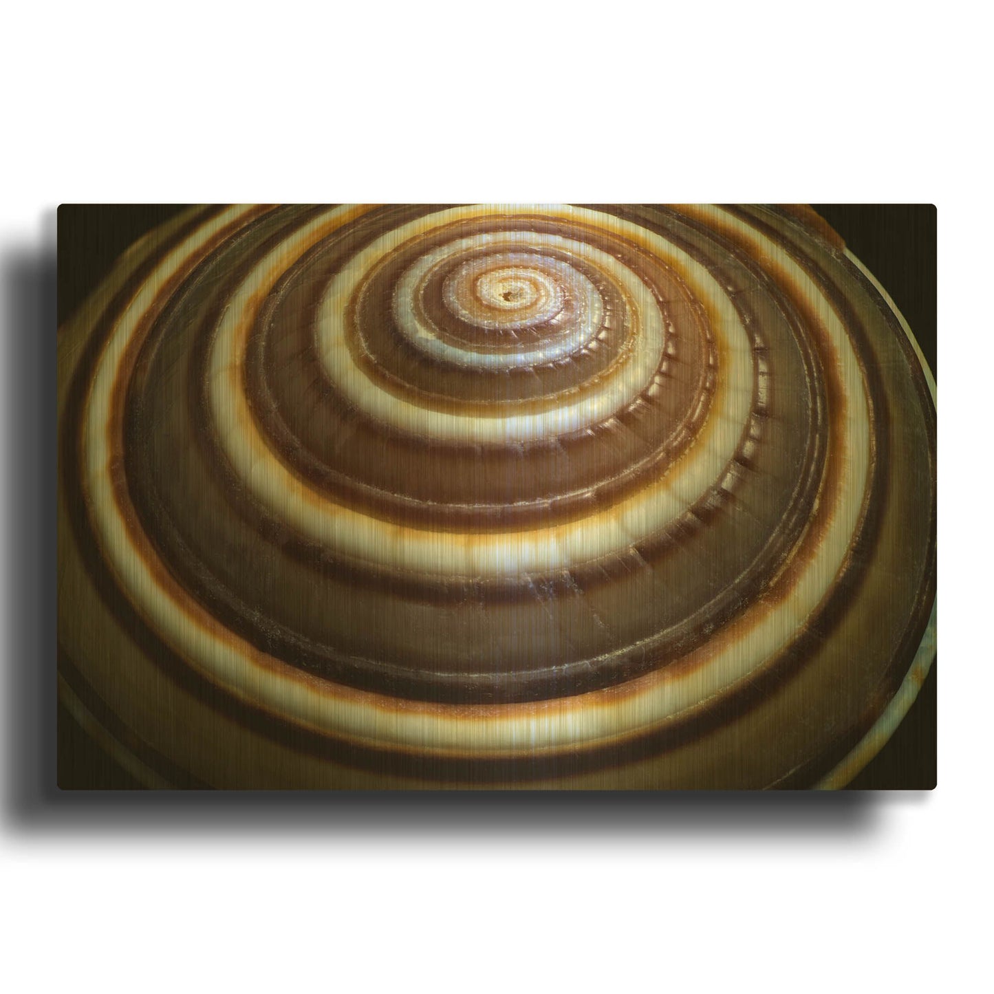 'Shell Spiral III' By Dennis Frates Gold Metal Wall Art