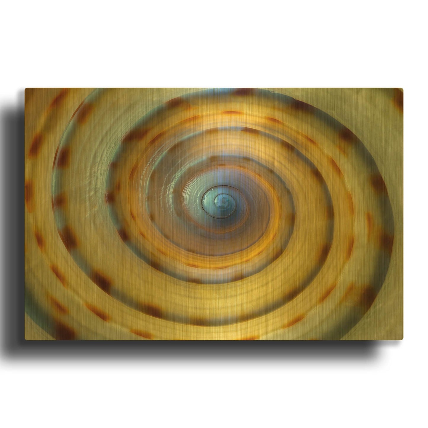 'Shell Spiral IV' By Dennis Frates Gold Metal Wall Art