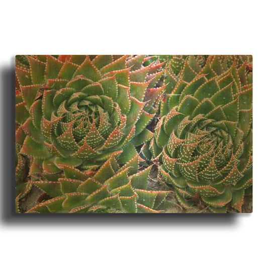 'Succulents' By Dennis Frates Gold Metal Wall Art