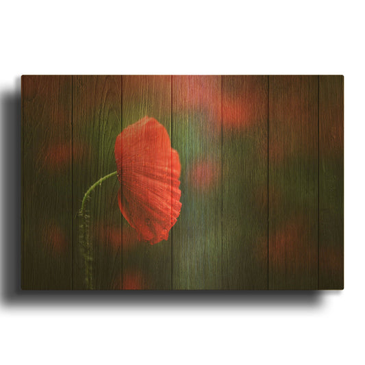 'Poppy Flower' By Bess Hamiti Gold Metal Wall Art
