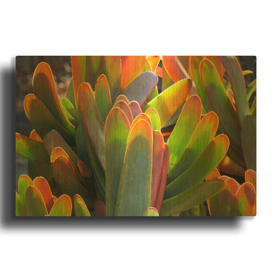 'Succulents III' By Dennis Frates Gold Metal Wall Art