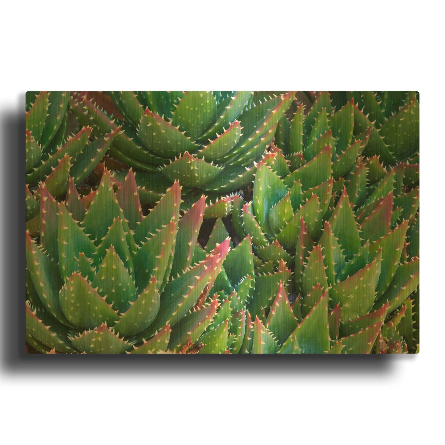 'Succulents II' By Dennis Frates Gold Metal Wall Art