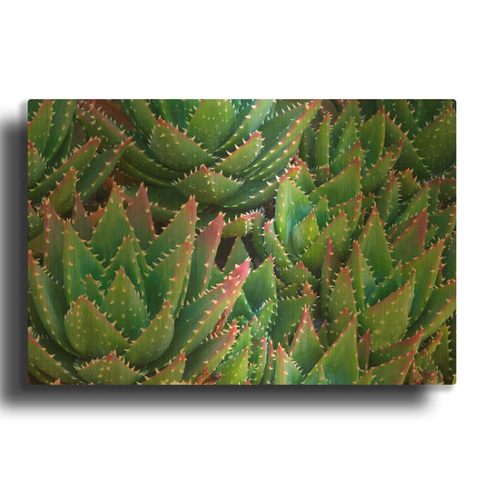 'Succulents II' By Dennis Frates Gold Metal Wall Art