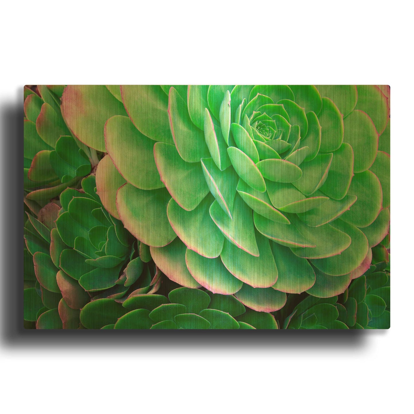 'Succulents IV' By Dennis Frates Gold Metal Wall Art
