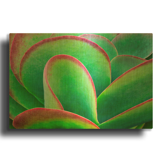 'Succulent V' By Dennis Frates Gold Metal Wall Art