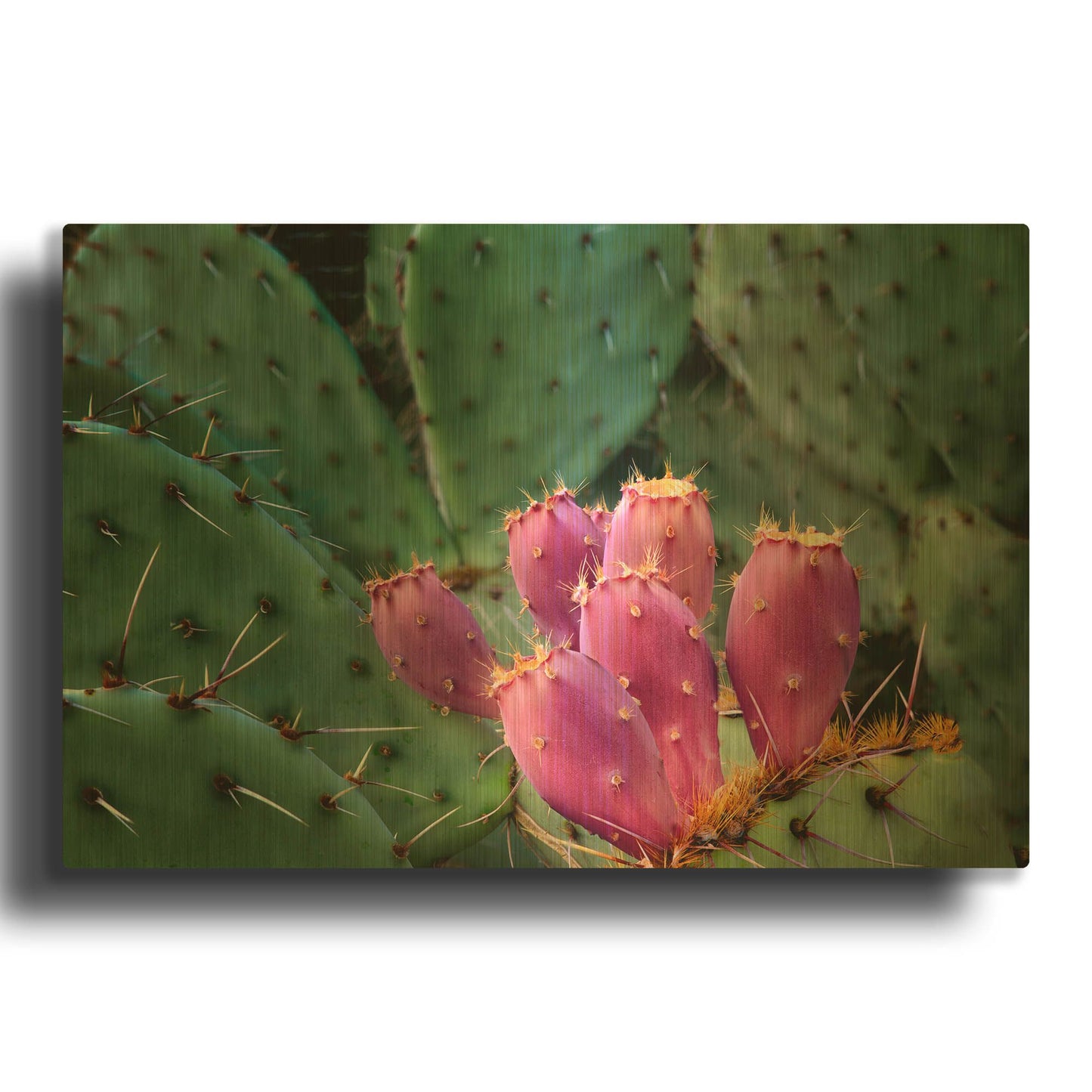 'Pink Cactus' By Dennis Frates Gold Metal Wall Art