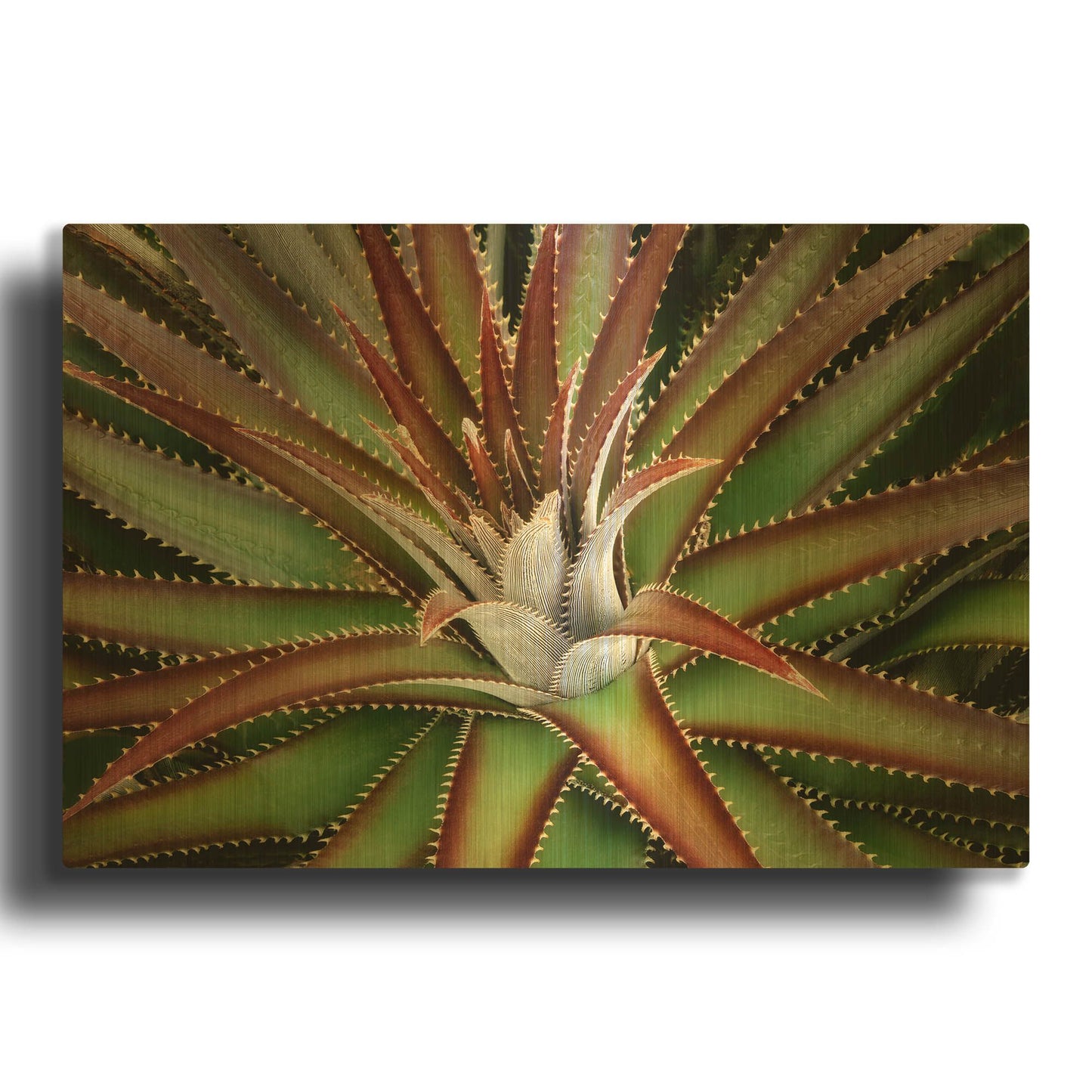 'Succulent VI' By Dennis Frates Gold Metal Wall Art
