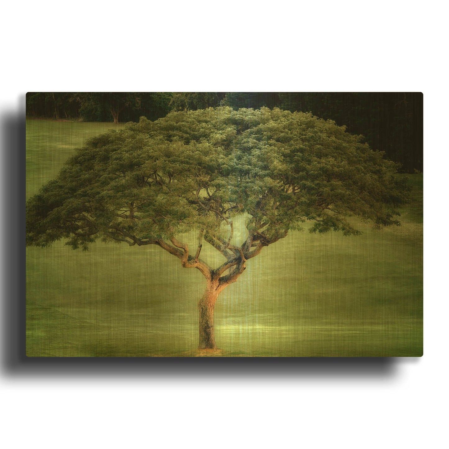 'Single Tree' By Dennis Frates Gold Metal Wall Art
