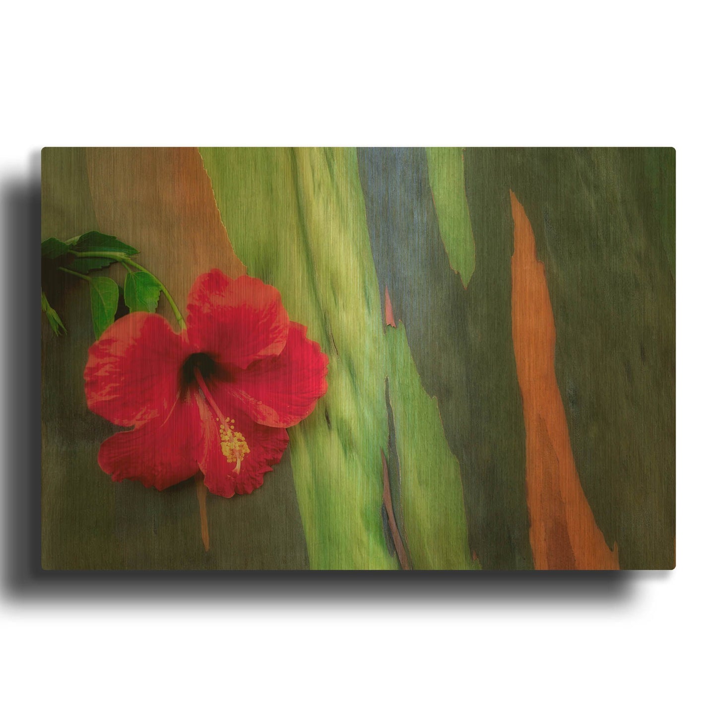 'Hibiscus' By Dennis Frates Gold Metal Wall Art